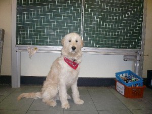 Erni - unser Schulhund